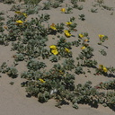 camissonia-cheiranthifolia-beach-primrose-2004-04-07-img 2524