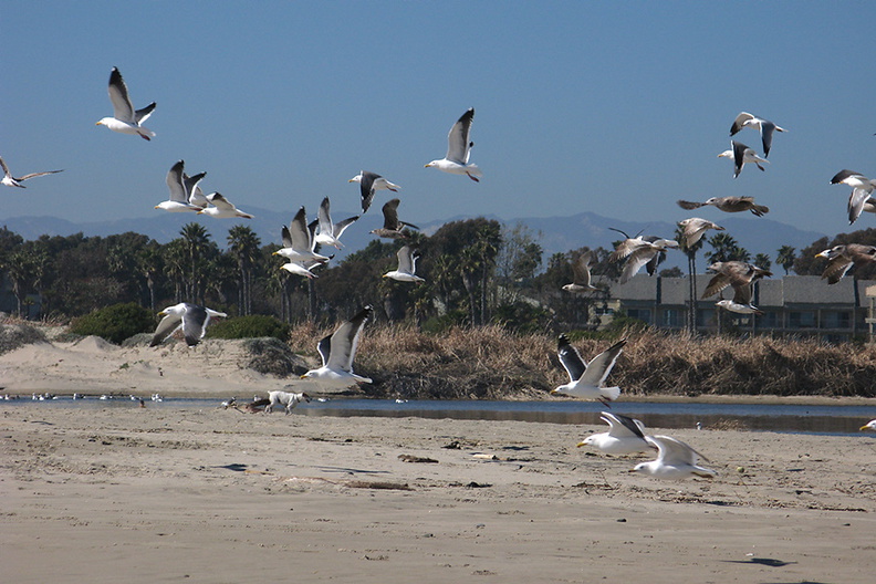gulls-flying-Ormond-Beach-2012-03-21-IMG_1455.jpg