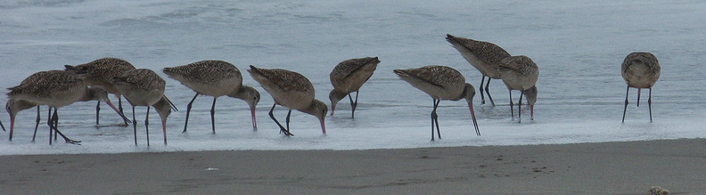 marbled-godwits-Limosa-fedoa-Hueneme-Beach-2012-04-30-IMG_1698.jpg