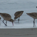 marbled-godwits-Limosa-fedoa-Hueneme-Beach-2012-04-30-IMG 1698