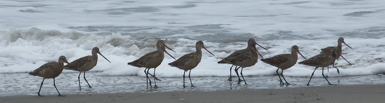 marbled-godwits-Limosa-fedoa-Hueneme-Beach-2012-04-30-IMG_1699.jpg