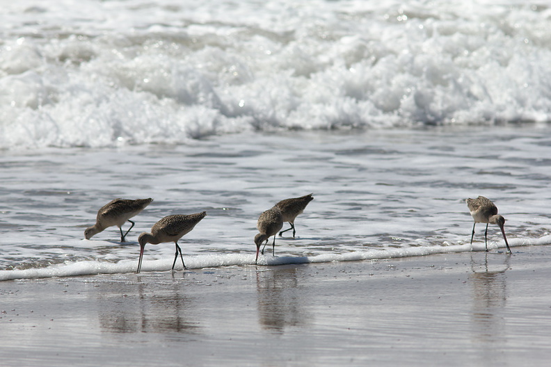 marbled-godwits-Limosa-fedoa-Ormond-Beach-2012-03-13-IMG_4281.jpg