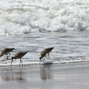 marbled-godwits-Limosa-fedoa-Ormond-Beach-2012-03-13-IMG 4281
