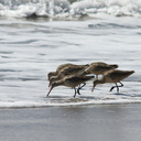 marbled-godwits-Limosa-fedoa-Ormond-Beach-2012-03-13-IMG 4284