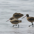 marbled-godwits-Limosa-fedoa-Ormond-Beach-2012-03-13-IMG 4285