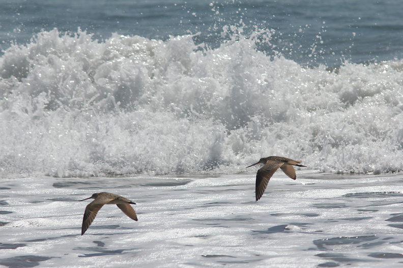 marbled-godwits-Limosa-fedoa-Ormond-Beach-2012-03-13-IMG_4286.jpg
