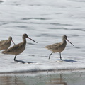 marbled-godwits-Limosa-fedoa-Ormond-Beach-2012-03-13-IMG 4287
