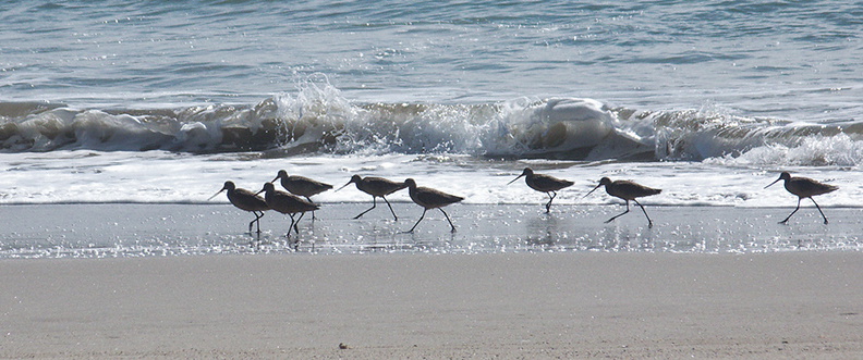 marbled-godwits-Limosa-fedoa-Ormond-beach-2012-03-13-IMG_1062.jpg