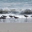 marbled-godwits-Limosa-fedoa-Ormond-beach-2012-03-13-IMG 1062