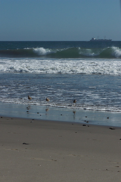 marbled-godwits-Ormond-Beach-Port-Hueneme-2012-09-18-IMG_2795.jpg