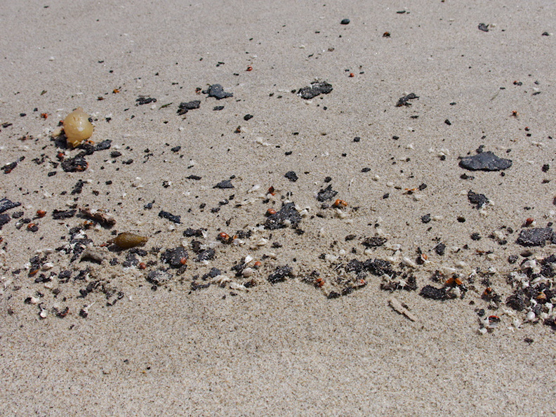 oil-tar-fragments-washed-up-on-Ormond-Beach-2013-04-15-IMG_0539.jpg