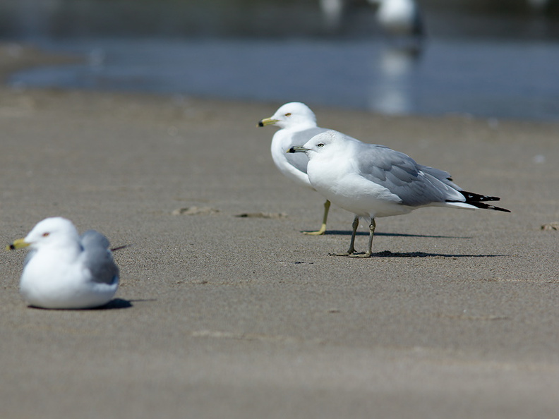 ring-billed-gull-Larus-delawarensis-Ormond-Beach-2012-03-13-IMG_4295.jpg