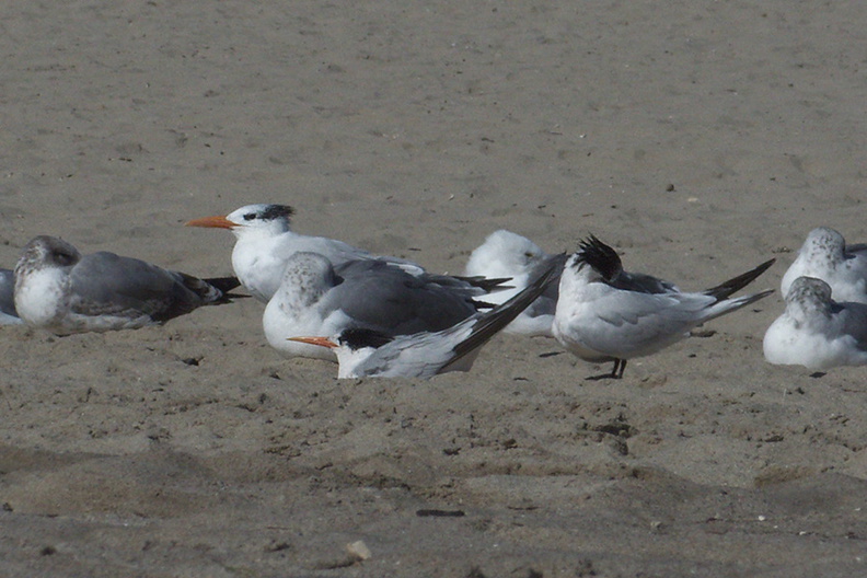 royal-and-elegant-terns-among-gulls-Ormond-Beach-2012-09-18-IMG_2780.jpg