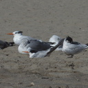 royal-and-elegant-terns-among-gulls-Ormond-Beach-2012-09-18-IMG 2780