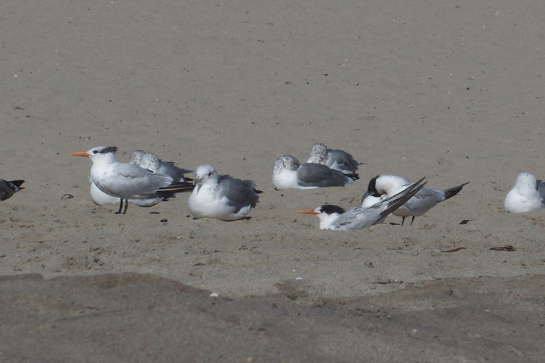 royal-and-elegant-terns-among-gulls-Ormond-Beach-2012-09-18-IMG_2782.jpg