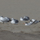 royal-and-elegant-terns-among-gulls-Ormond-Beach-2012-09-18-IMG 2782