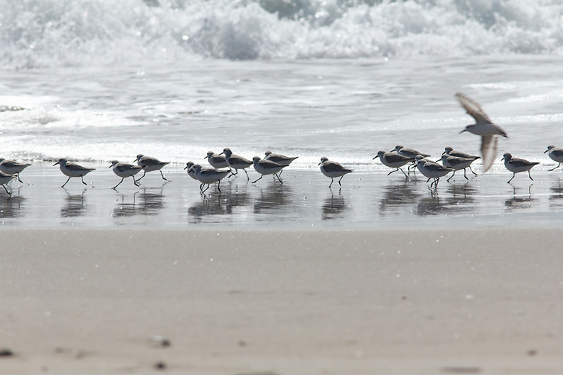 sanderlings-Calidris-alba-Ormond-Beach-2012-03-13-IMG_4320.jpg
