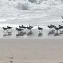 sanderlings-Calidris-alba-Ormond-Beach-2012-03-13-IMG 4320