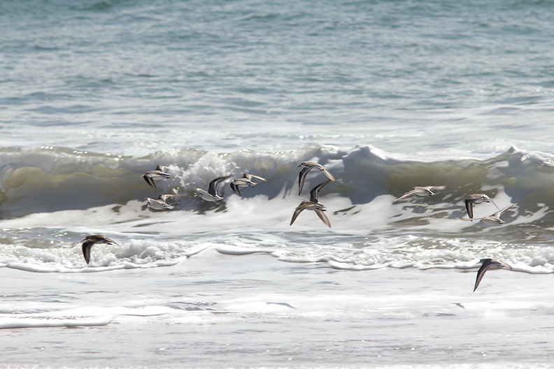 sanderlings-Calidris-alba-flying-Ormond-Beach-2012-03-13-IMG_4326.jpg