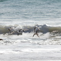 sanderlings-Calidris-alba-flying-Ormond-Beach-2012-03-13-IMG 4326