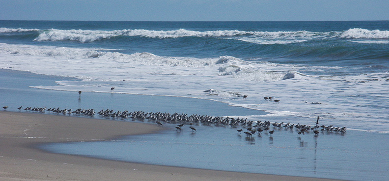 sanderlings-Calidris-alba-in-a-huddle-Ormond-Beach-2012-03-13-IMG_1050.jpg