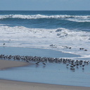 sanderlings-Calidris-alba-in-a-huddle-Ormond-Beach-2012-03-13-IMG 1050