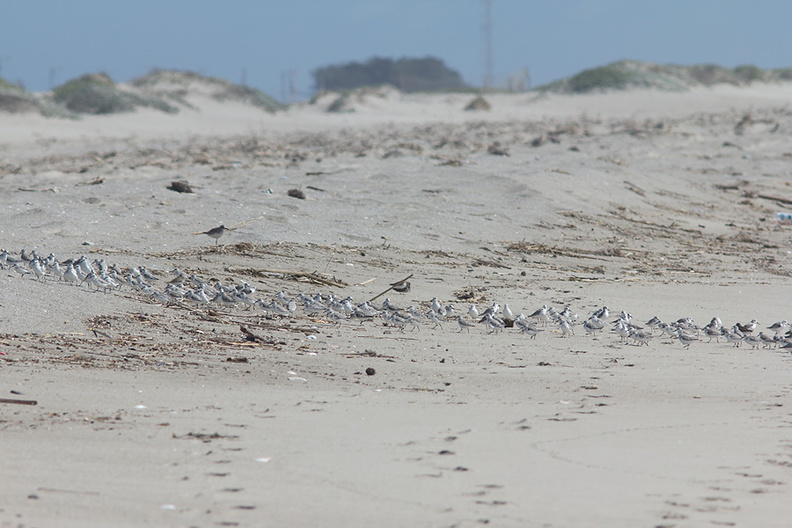 sanderlings-Calidris-alba-in-a-huddle-Ormond-Beach-2012-03-13-IMG_4299.jpg