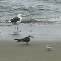 shorebirds-img_5475-sm-oystercatcher.jpg