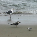 shorebirds-img 5475-sm-oystercatcher