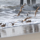 shorebirds-taking-0ff-2008-11-04-IMG 1489