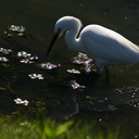 snowy-egret-breeding-plumage-1sm