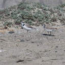 snowy-plovers-Charadrius-nivosus-Ormond-Beach-2012-03-21-IMG 1400