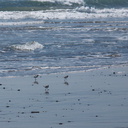 snowy-plovers-Charadrius-nivosus-Ormond-Beach-2012-03-21-IMG 1406