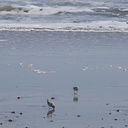 snowy-plovers-Charadrius-nivosus-Ormond-Beach-2012-03-21-IMG 1443