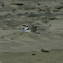 snowy-plovers-Ormond-Beach-2008-04-15-img 6911