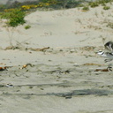 snowy-plovers-Ormond-Beach-2008-04-15-o1-img 6910