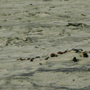 snowy-plovers-Ormond-Beach-2008-04-15-o2-img 6919