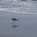 whimbrel-Numenius-phaeopus-Ormond-Beach-2012-03-21-IMG 1412