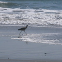 whimbrel-Numenius-phaeopus-Ormond-Beach-2012-03-21-IMG 1416