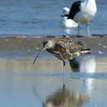 whimbrel-Numenius-phaeopus-at-freshwater-outlet-Ormond-Beach-2012-03-13-IMG_4291.jpg