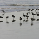 willets-resting-1