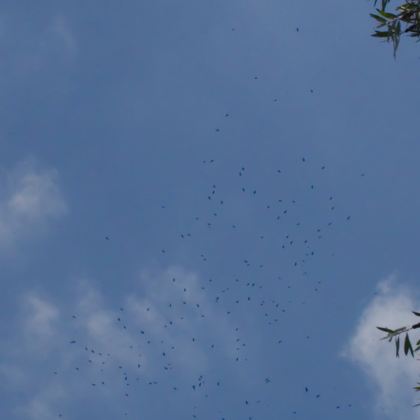 crows-in-winter-display-flock-flying-2014-07-20-IMG_4149.jpg