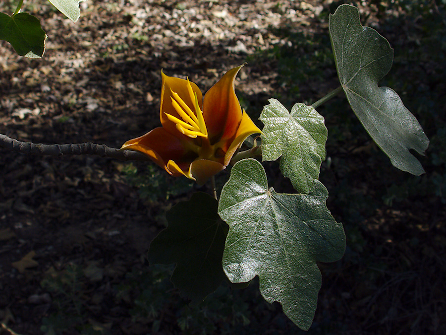Fremontodendron-californicum-Rancho-Santa-Ana-Bot-Gard-2013-11-09-IMG 3000