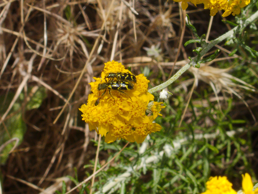 Eriophyllum-confertflorum-golden-yarrow-with-pollinators-Angel-Vista-trail-2015-05-04-IMG 4927