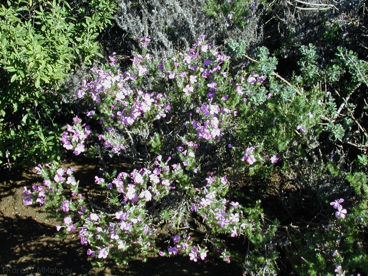 Leptodactylon-californicum-habit-2003-02-14.jpg
