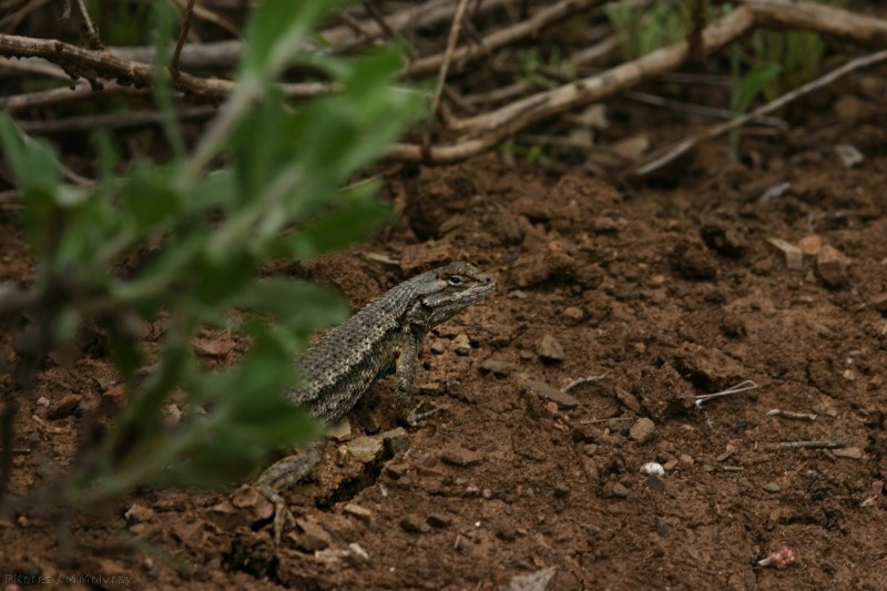 common-lizard-Mugu-2-2006-05-14