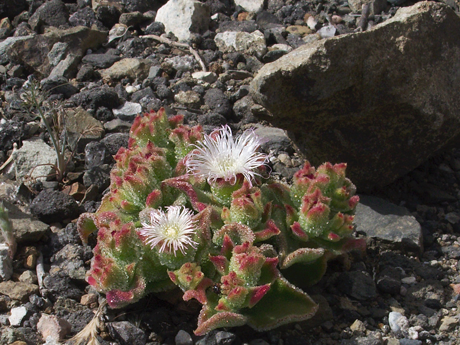 Mesembryanthemum-crystallinum-crystalline-ice-plant-roadside-Pt-Mugu-2012-06-12-IMG 2060