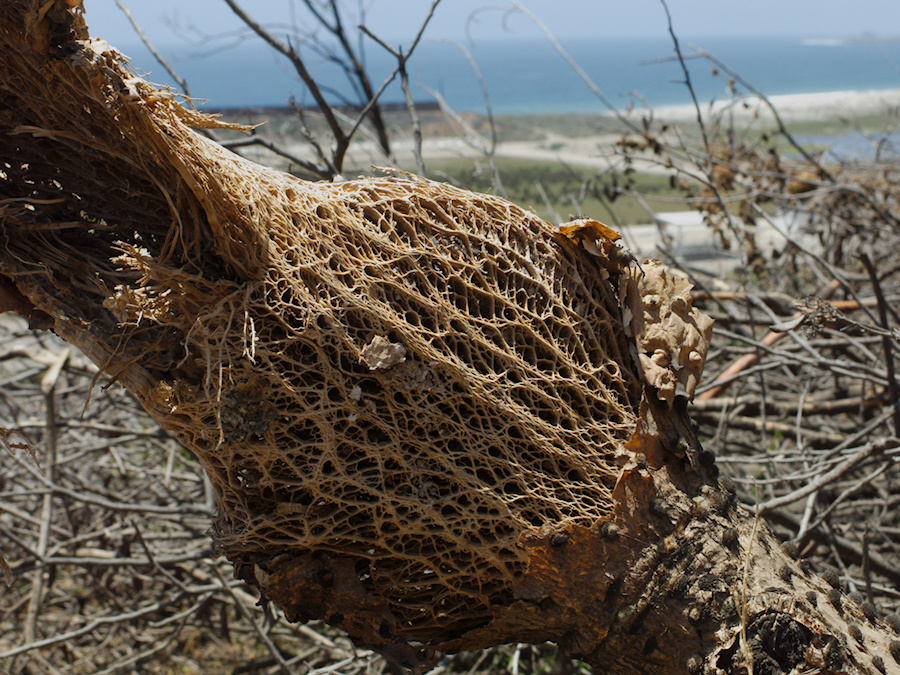 Opuntia-coast-prickly-pear-showing-fiber-structure-2014-06-16-IMG 4109