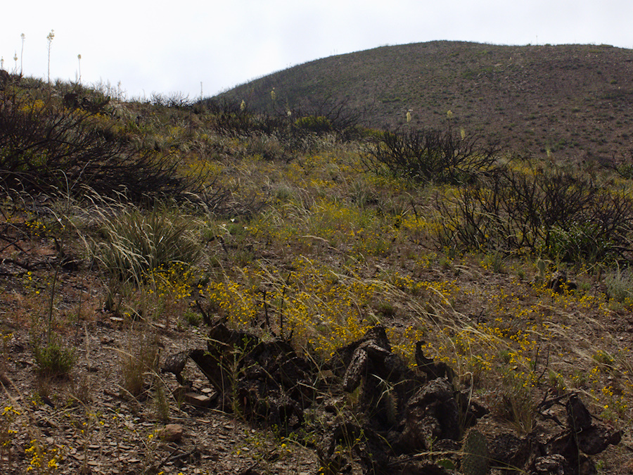 flowering-hillside-mainly-yellow-tarweed-Chumash-2014-06-16-IMG 4051