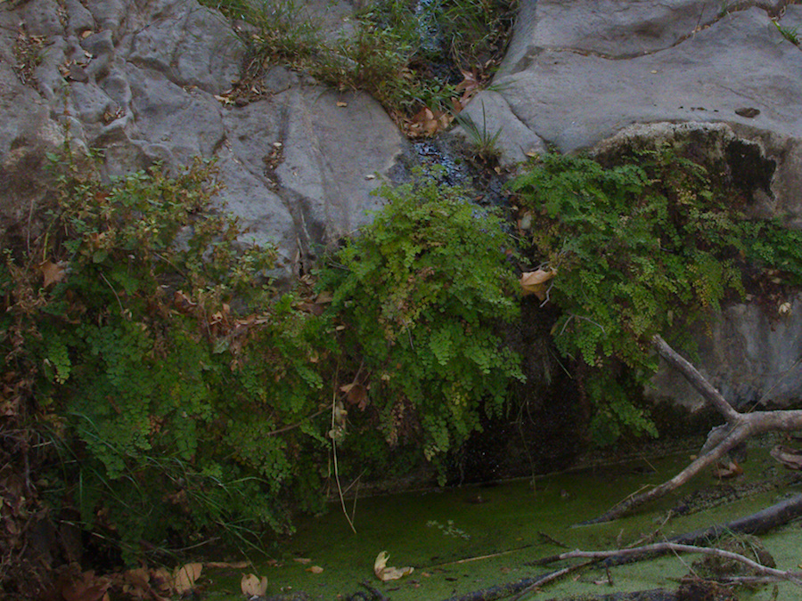 maidenhair-fern-at-pools-Satwiwa-Waterfall-Trail-2014-11-29-IMG 4255.